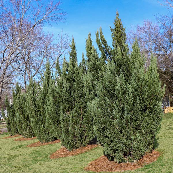 Green Rocket Leyland Cypress