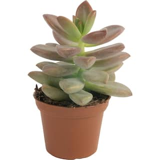 Costa Farms Mini Unique Indoor Succulent Plants in 2 in. Round Grower Pot Avg. Shipping Height 2 in. Tall (11-Pack) CO.SUCMINI.GP11