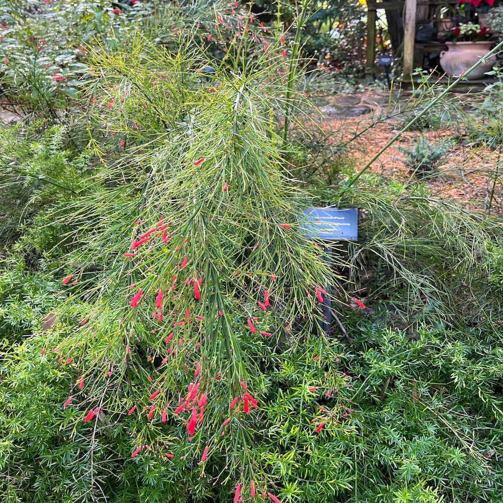 3 Gal. Firecracker Plant Flowering Shrub with Scarlet Red Flowers RUSS004G3