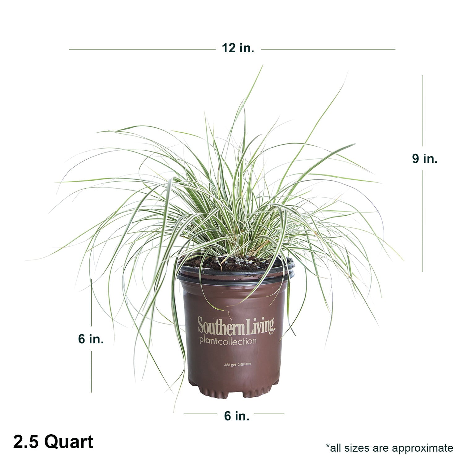 EverColor Everest Carex 'Sedge' (2.5 Quart) Variegated Perennial Grass with White and Green Foliage - Part Sun to Shade Live Outdoor Plant - Southern Living Plant Collection