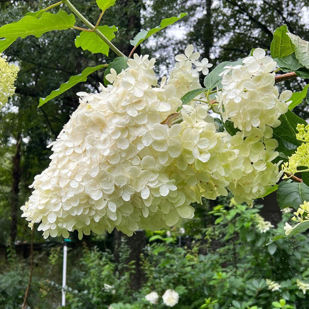 Phantom Hydrangea