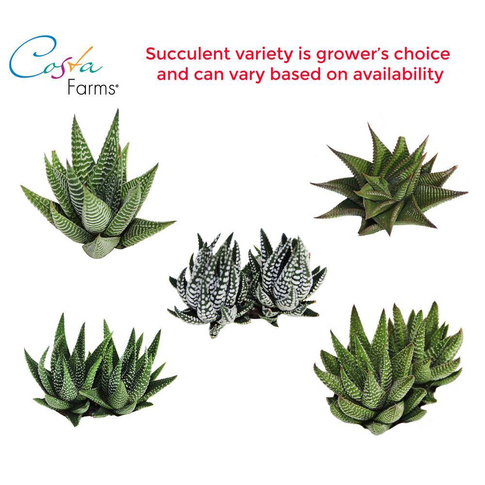 Costa Farms Haworthia Indoor Succulent Plant in 4 in. Modern Ceramic Planter， Avg. Shipping Height 5 in. Tall 4SUCHAWMASONMAH