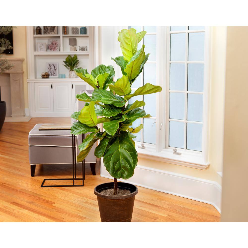 Brighter Blooms 3 Gal. Fiddle-Leaf Fig Tree FIG-FDL-23