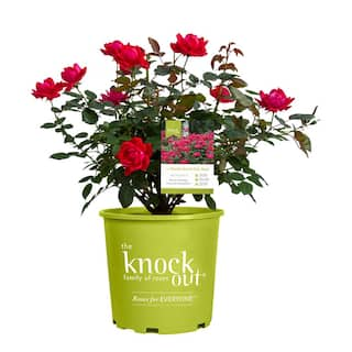 KNOCK OUT 1 Gal. Red Double Knock Out Rose Bush with Red Flowers 13156