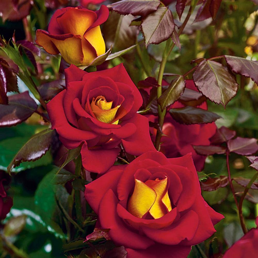 Spring Hill Nurseries Ketchup and Mustard Floribunda Rose Dormant Bare Root Plant Red and Yellow Color Flowers (1-Pack) 86099