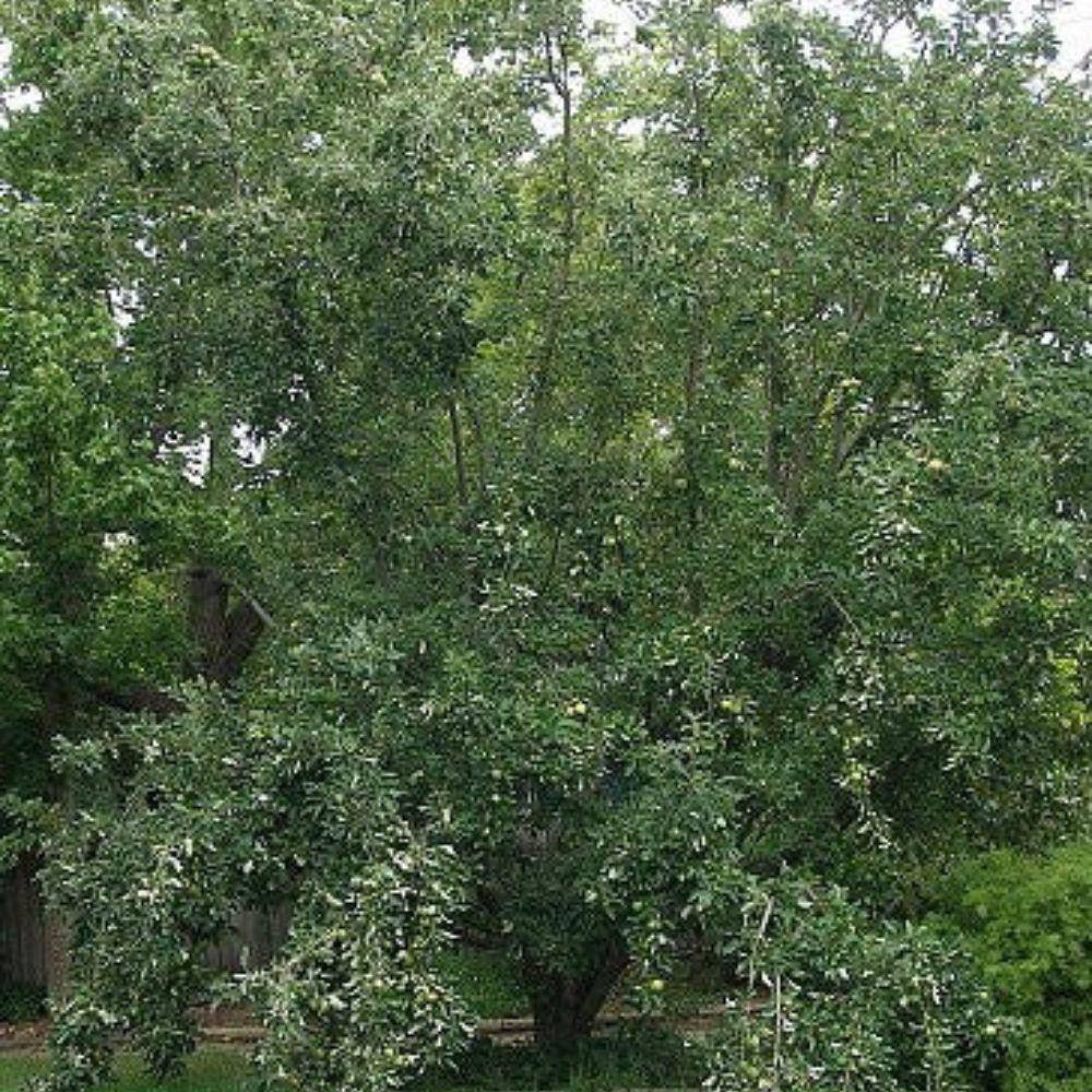 5 Gal. Granny Smith Apple Tree APPGRA05G