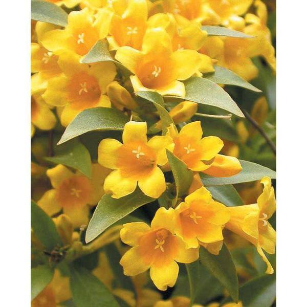 GARDENER'S CONFIDENCE 2 Gal. Echo Jasmine Duet Jessamine Climbing Vine Evergreen Plant with Yellow Fragrant Blooms in Spring and Fall 11043