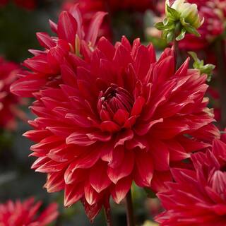 VAN ZYVERDEN Dahlias Garden Wonder (Set  of 5 Bulbs) 84507