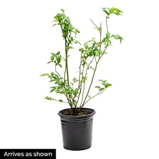 Gurney's 2.5 Qt. Northland Blueberry (Vaccinium) Live Deciduous Fruiting Plant Grown in a Pot 76457