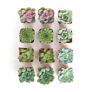 Shop Succulents 2 in. Rosette Succulent (Collection of 12) R12