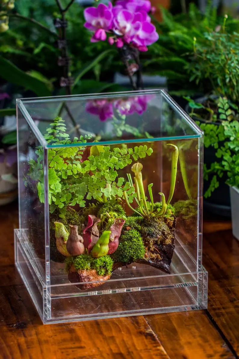 plant terrariums for kids live plants for terrariums decorations Glass For Restaurant