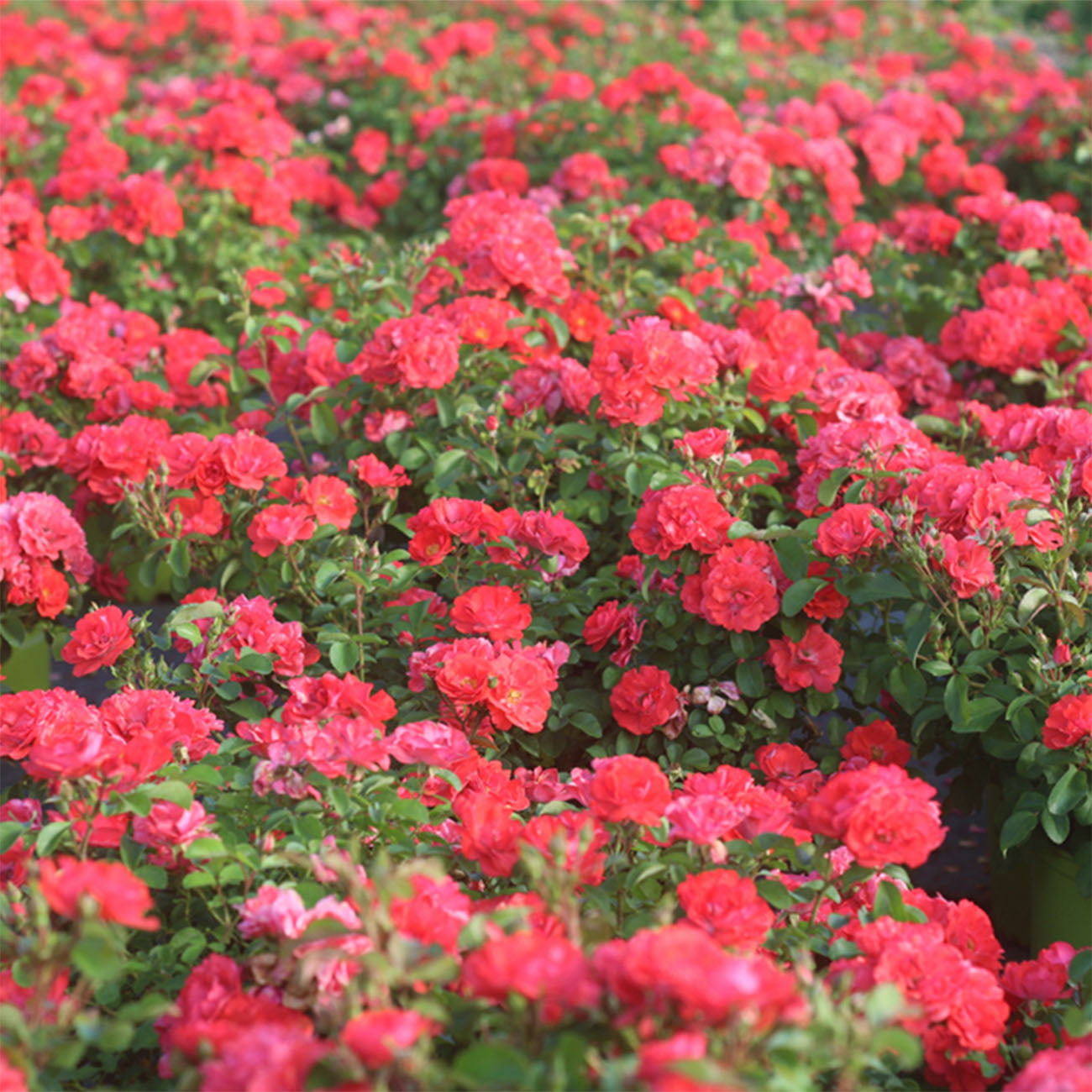 1 Gal. Coral Drift Rose Bush - Showy Vibrant Blooms