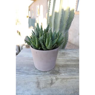 SMART PLANET 1 Gal. Aloe Nobilis - Single 0880122