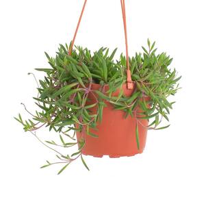 Shop Succulents Ruby Necklace Hanging Succulent Othonna Capensis Fully Rooted Live 6 in. Succulent Plant with Hanger 1-RUBY-6