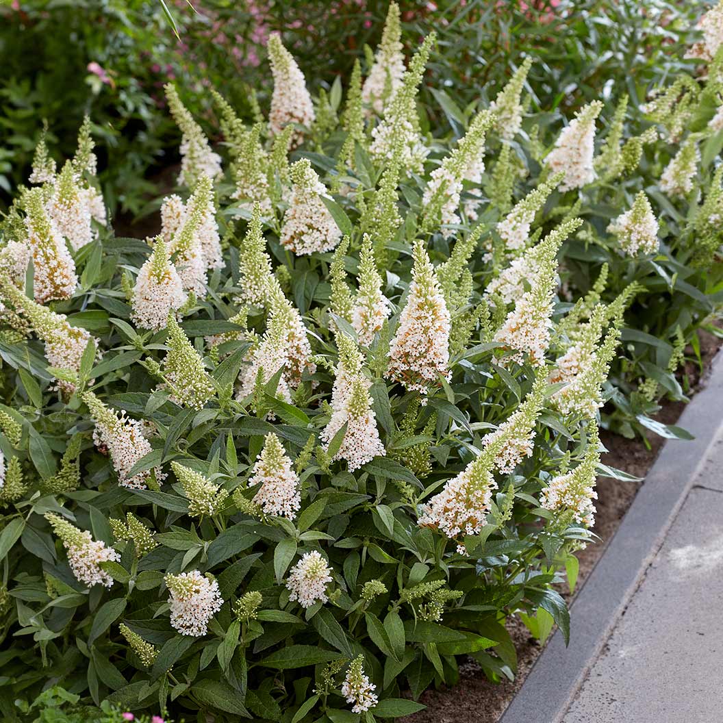 Li'l Coconut™ Butterfly Bush