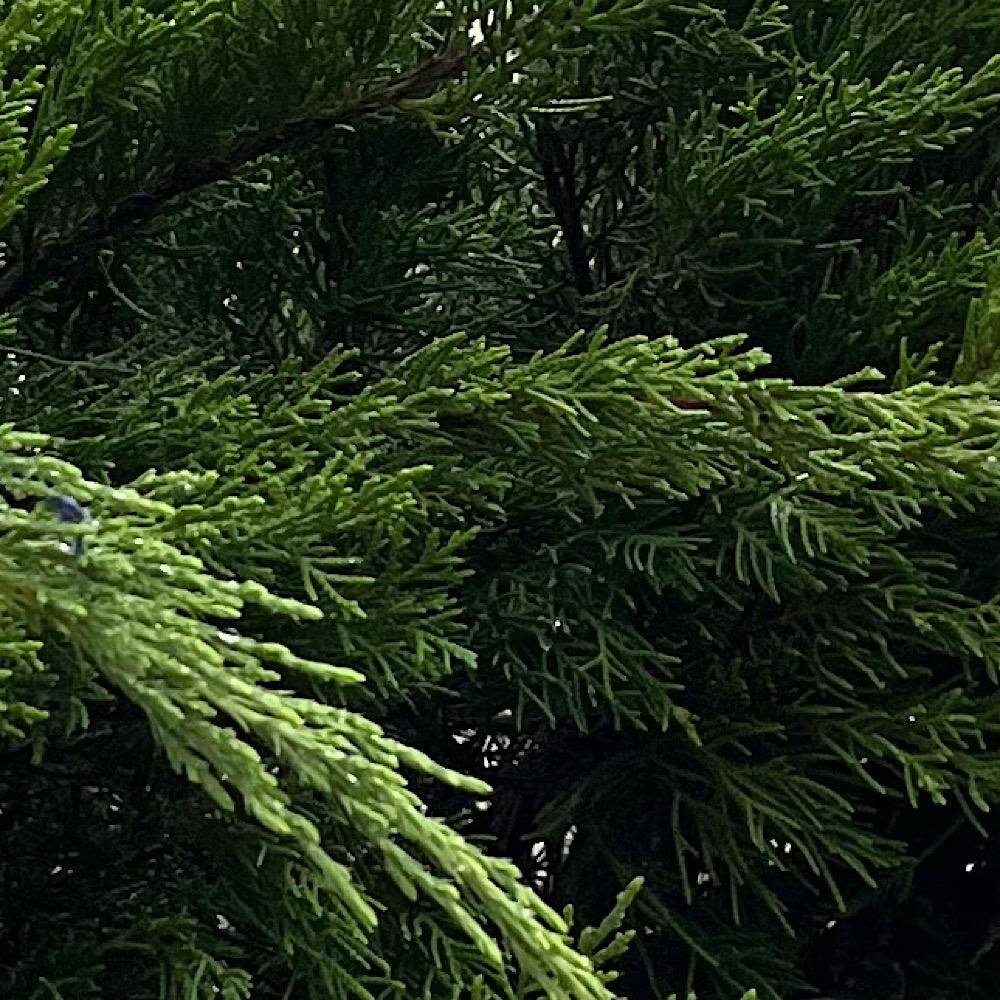OnlinePlantCenter 3 Gal. Sea Green Juniper Non-Flowering Shrub JUN042G3
