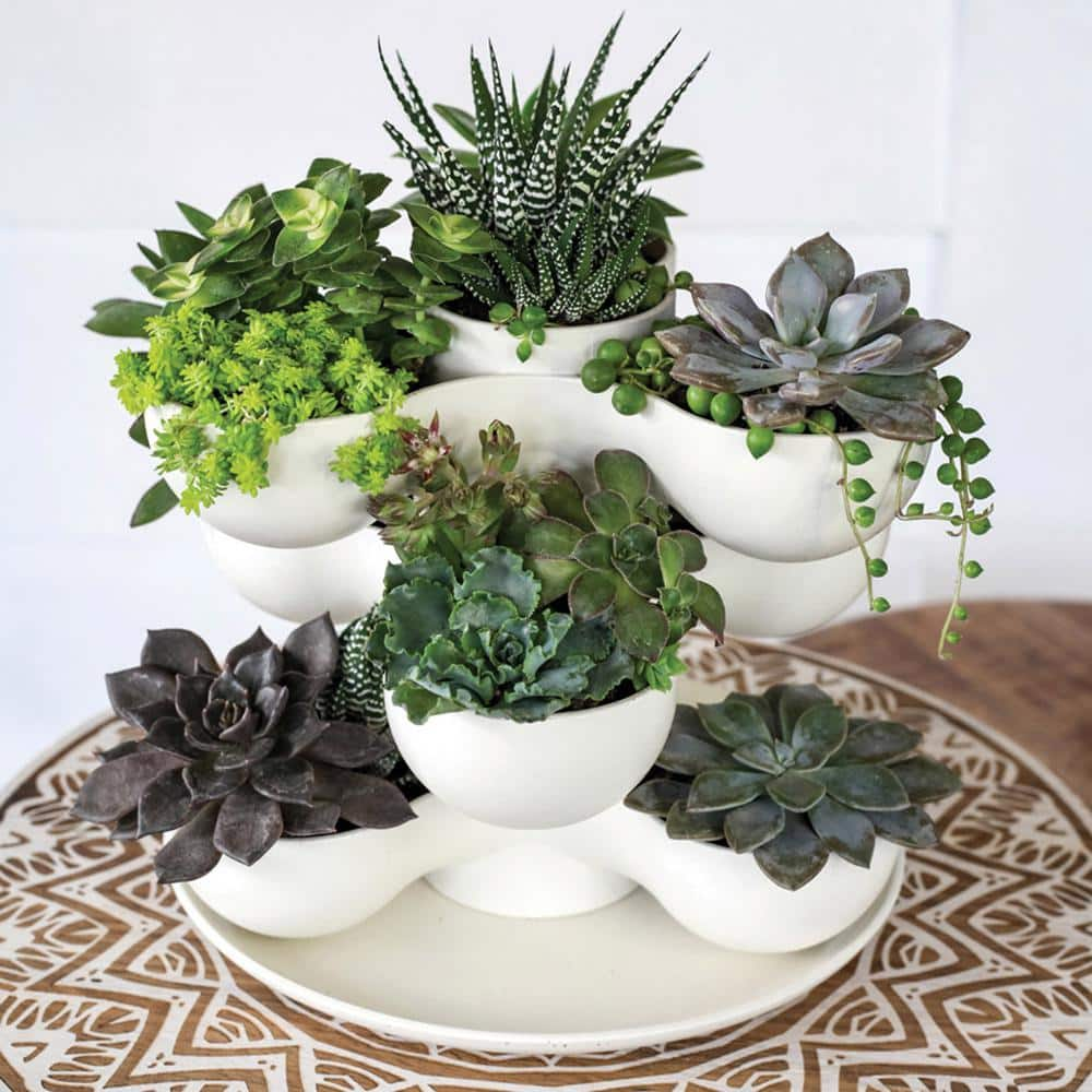 THE HC COMPANIES 8 in. Vanilla Bisque Pixie Indoor Stacking Succulent Planter Pot SPP08000A581004LRDHZ-VANILLA