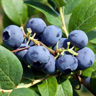 5 Gal. Herbert Northern Highbush Blueberry Tree BLUHER05G