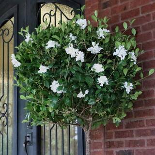 national PLANT NETWORK 3 gal. Gardenia Aimee Tree HD1891