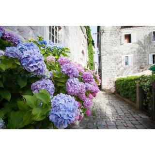 BELL NURSERY 3 Gal. L.A. Dreamin Hydrangea (macrophylla) Live Multi-Colored Flowering Shrub with Pink Blue and Lavender Flowers HYDGA3LAD1PK
