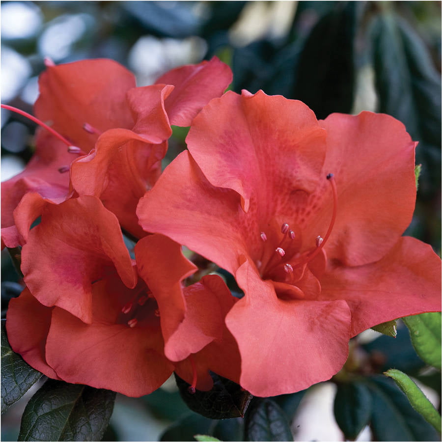 Encore Azalea Autumn Embers (1 Gallon) Red Pink Flowering Shrub - Full Sun Live Outdoor Plant