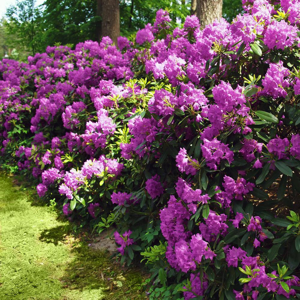 national PLANT NETWORK 1 Gal. Encore Royalty Azalea Plant with Purple Blooms HD7604