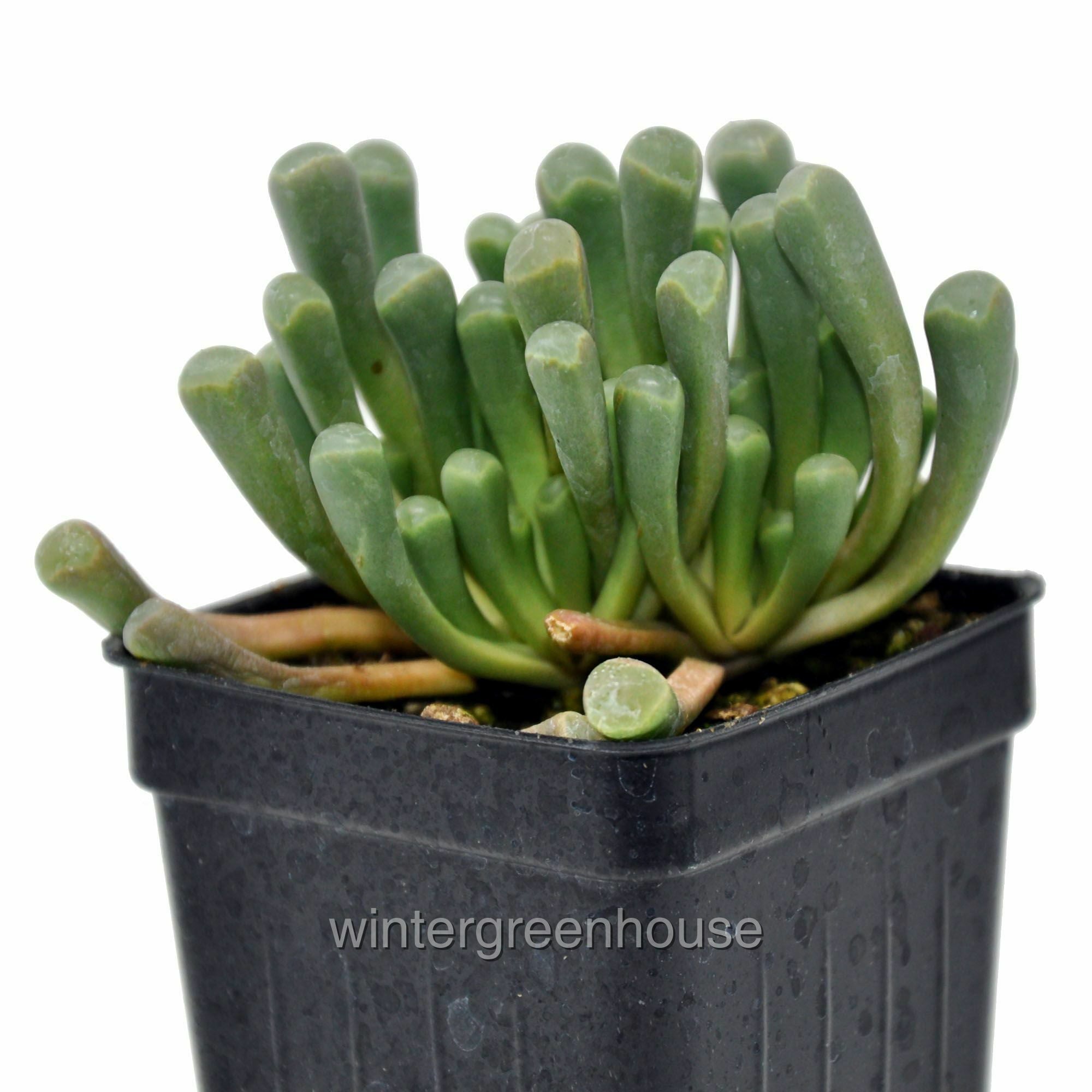 Fenestraria Aurantiaca， Baby Toes - Pot Size: 3