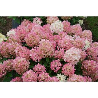 PROVEN WINNERS 1 Gal. Fire Light 'Tidbit' Hydrangea (Arborescens) Live Plant White and Red Flowers HYDPRC1186101