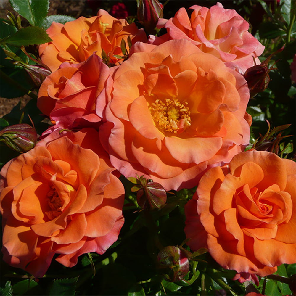 Heirloom Roses Orange Rose Plant - Old John™ Floribunda - Flowers For Garden