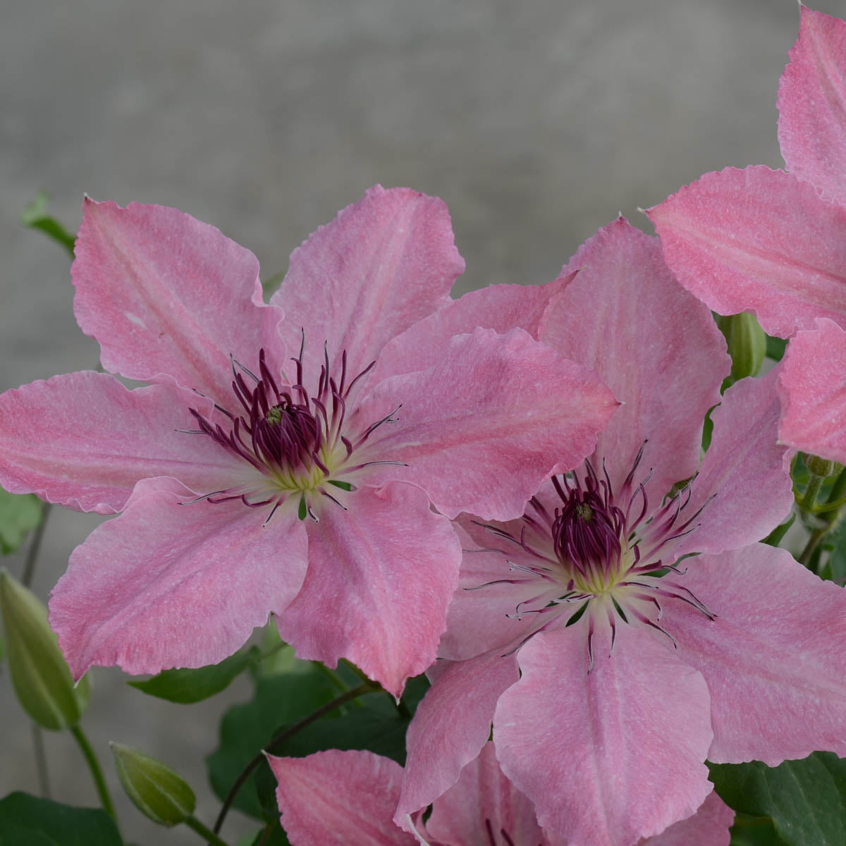 Sarah Elizabeth Clematis Vine， Bare Root Starter Perennial Plant (1-Pack)