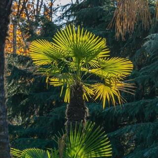 #1 Windmill Palm (2-Pack) THD00097