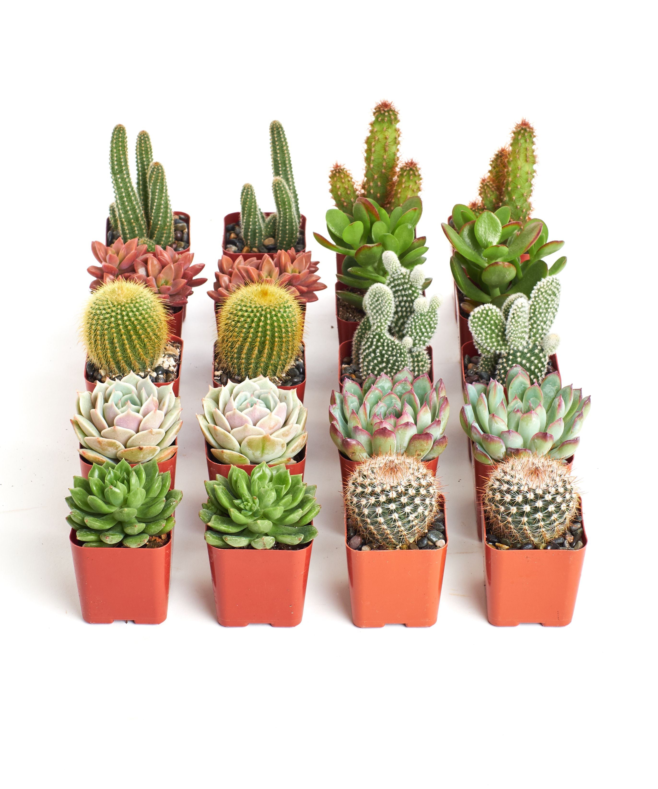 Home Botanicals Cactus and Succulent (Collection of 20)