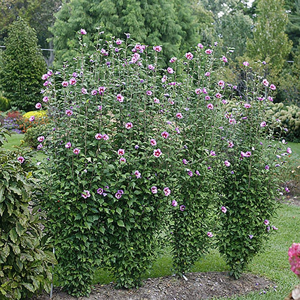 PROVEN WINNERS 2 Gal. Purple Pillar Rose of Sharon (Hibiscus) Plant with Purple Flowers 14762