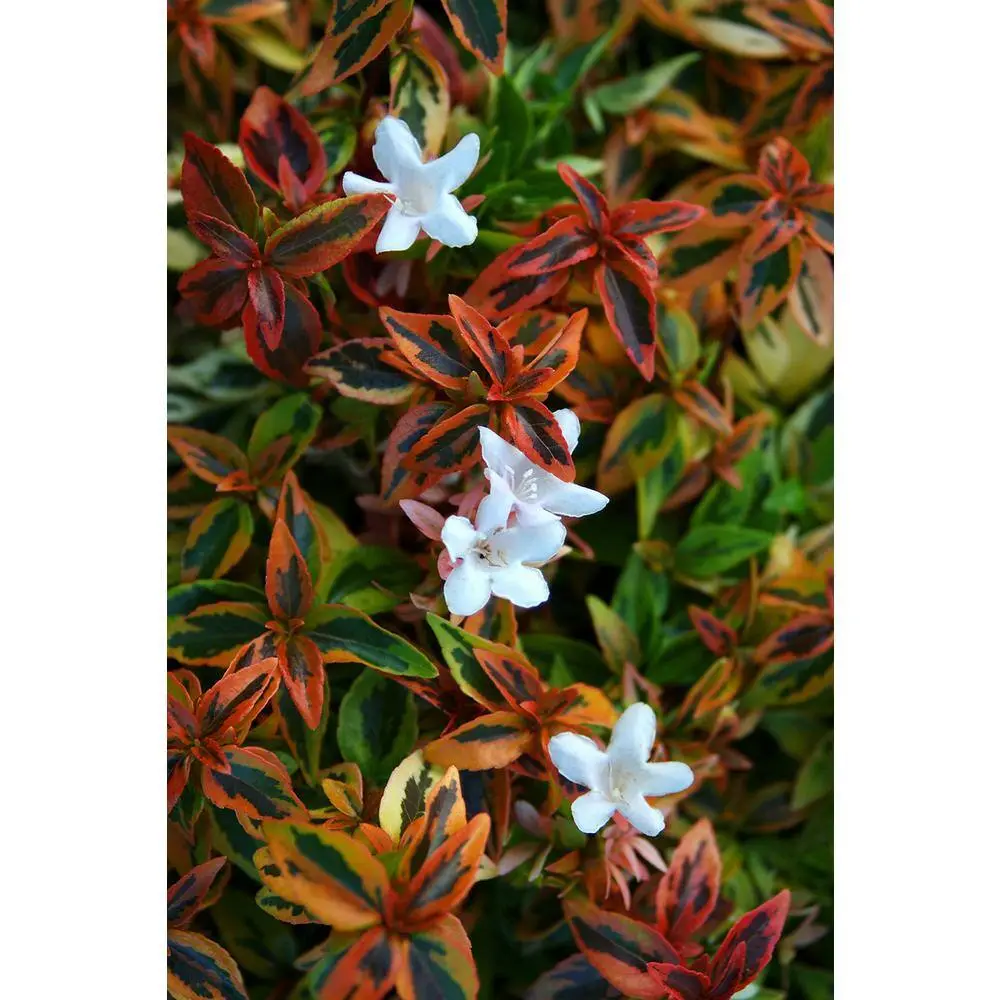 SOUTHERN LIVING 2 Gal. Kaleidoscope Abelia Plant with Chameleon-like Foliage that Blooms White Flowers 14411