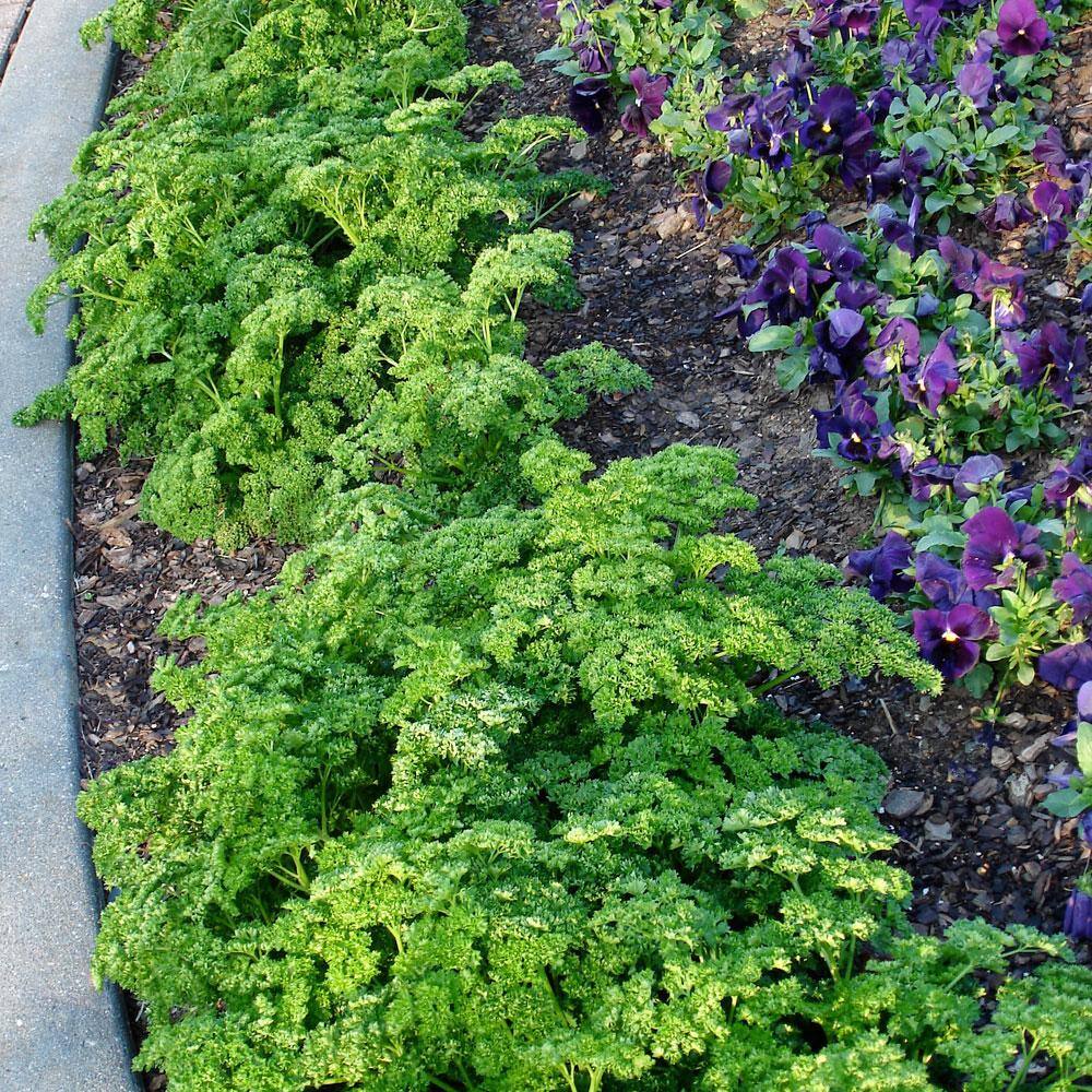 Bonnie Plants 2.32 Qt. Parsley-Curled 5120