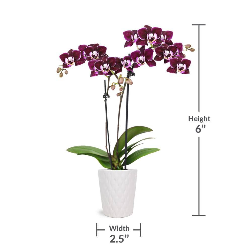 Just Add Ice Orchid (Phalaenopsis) Mini Dark Purple Plant ar 2-12 in. White Ceramic Pottery J5002