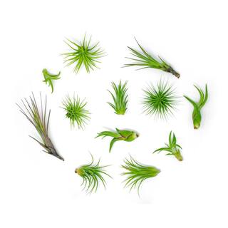 ALTMAN PLANTS Air Plants Assorted Small (12-Pack) 0881150