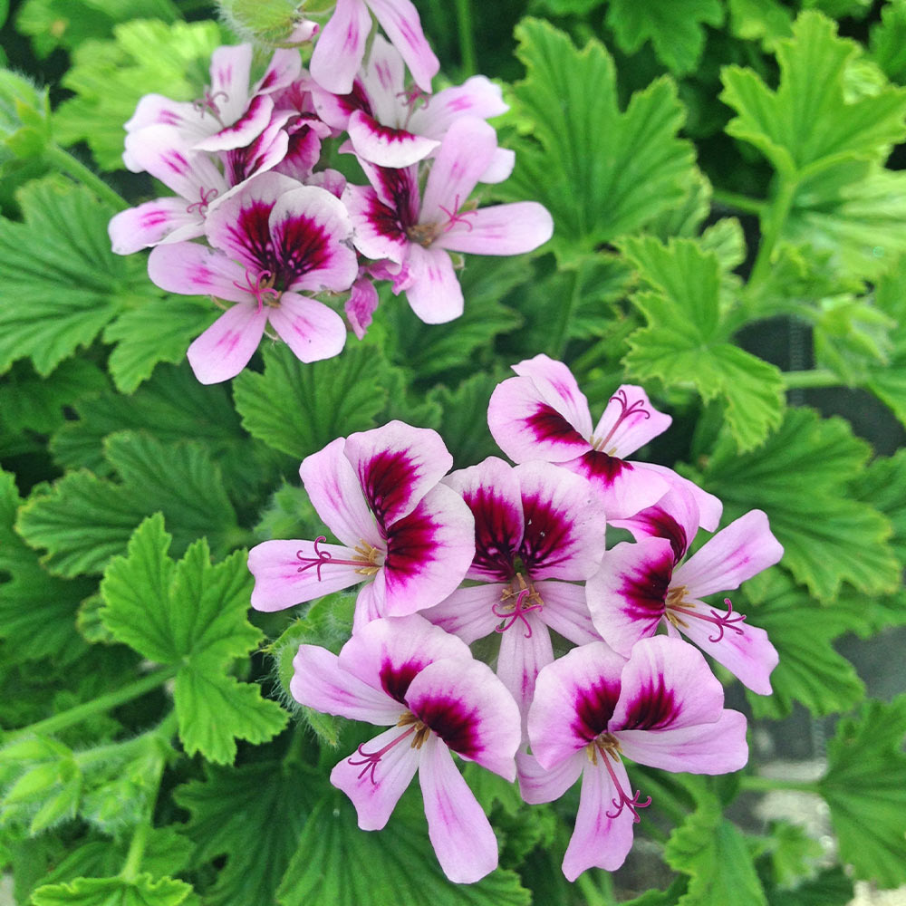 Citronella (Anti-Mosquito Plant)