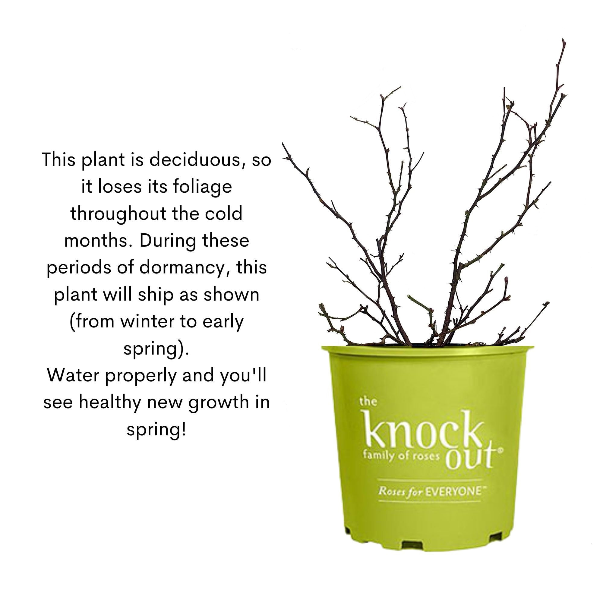 The Red Double Knock Out® Rose Live Shrubs with Vibrant Red Blooms (2 Gallon)