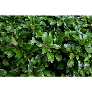 BELL NURSERY 4 in. Pachysandra Live Perennial Groundcover Plant (6-Pack) PACHY4GRE6PK