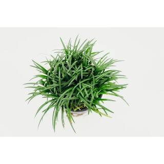 Vigoro 5 In. Flat Mondo Grass Ground Cover Plant (18-pack) 190093