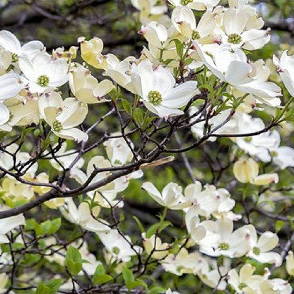 7 Gal. Super Princess Dogwood Flowering Deciduous Tree with White Flowers DOGSUP07G