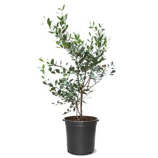 5 Gal. Climax Rabbiteye Blueberry Plant BLUCLI05G