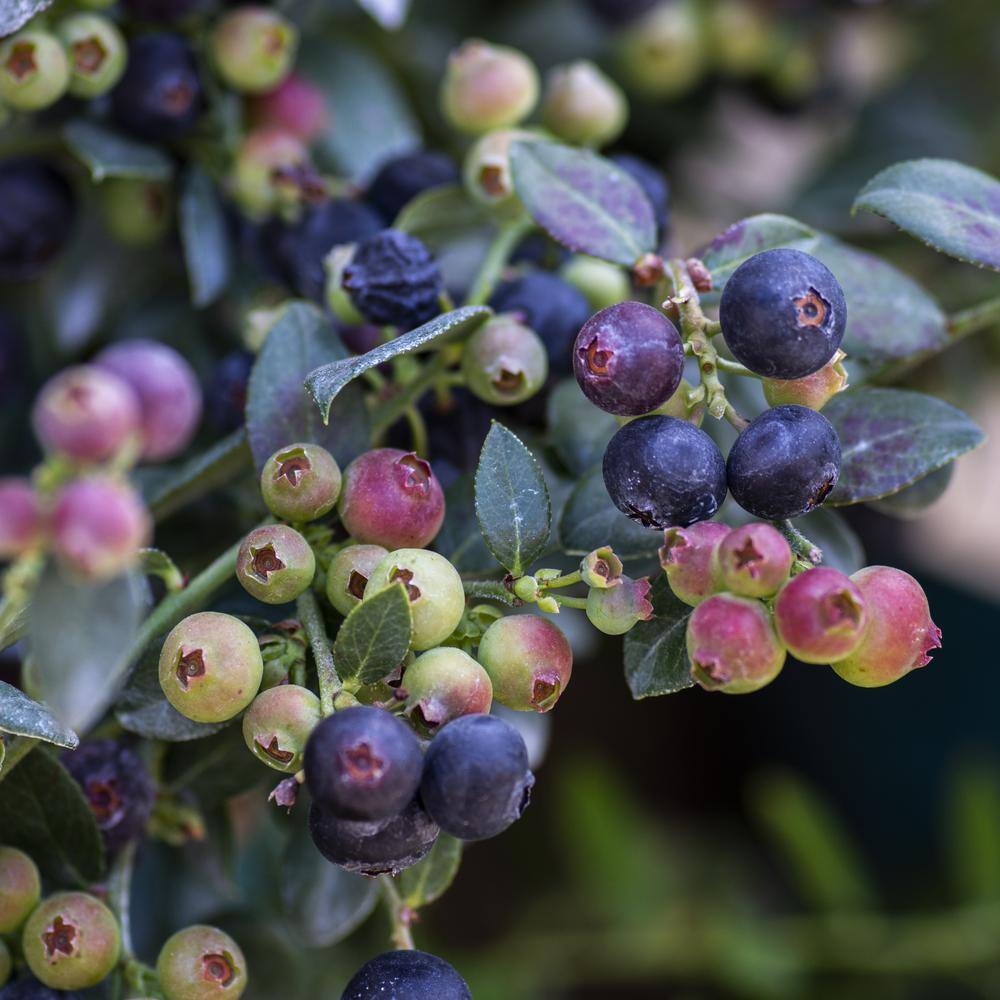 BUSHEL AND BERRY 1 Gal. Bushel and Berry Blueberry Buckle Blueberry Live Plant HD1665