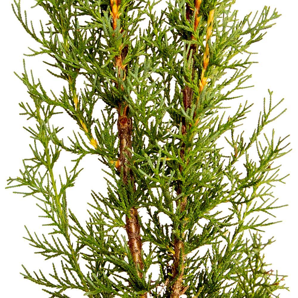 FLOWERWOOD 2.5 Qt. Italian Cypress Live Evergreen Tree Narrow Columnar Growth 1240Q