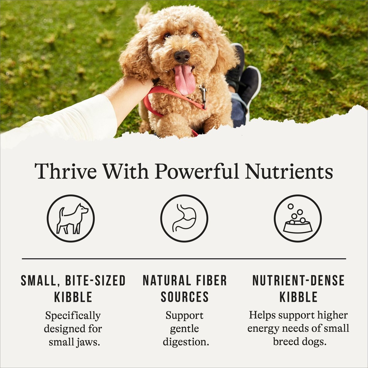 American Journey Active Life Formula Small Breed Chicken， Brown Rice and Vegetables Recipe Adult Dry Dog Food