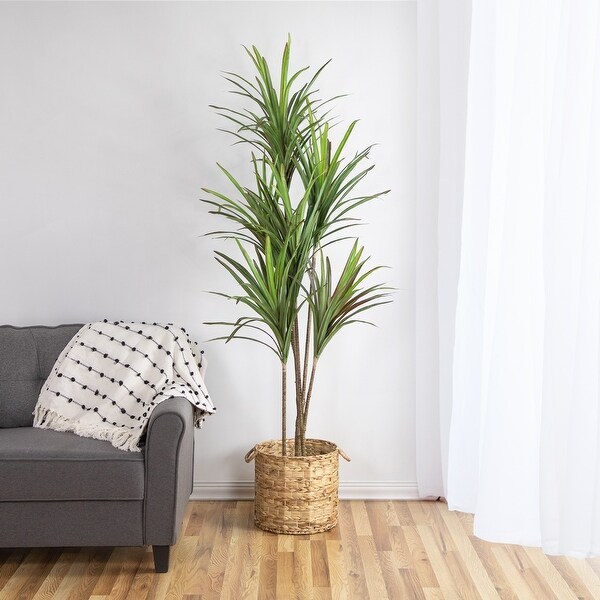 Green Artificial Dracaena Marginata Plant In Black Pot 5.5'