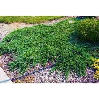 Online Orchards 1 Gal. Broadmoor Juniper Shrub Excellent Evergreen Ground Cover with Graceful Spreading Foliage Drought Tolerant CFJP004
