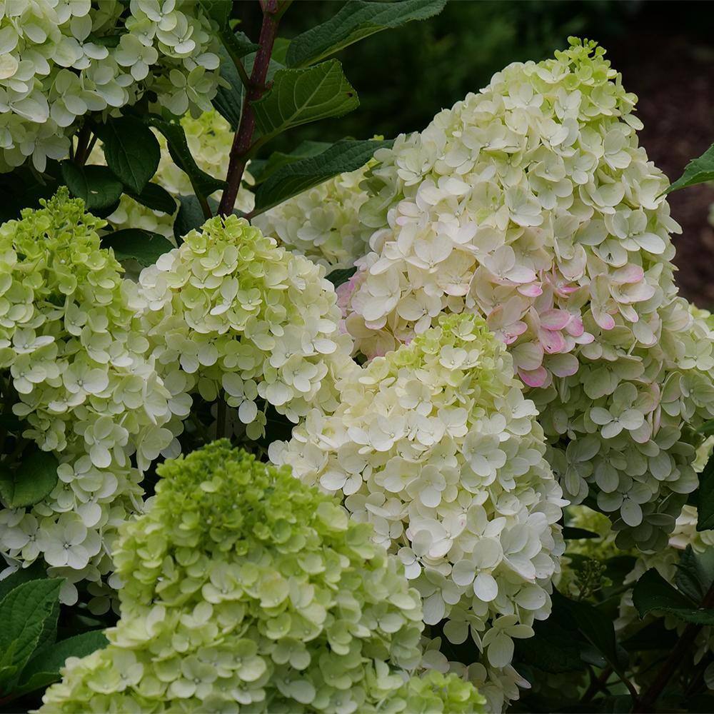 PROVEN WINNERS 2 Gal. Little Lime Punch Hydrangea Shrub with White Green and Pink Bloom 18142