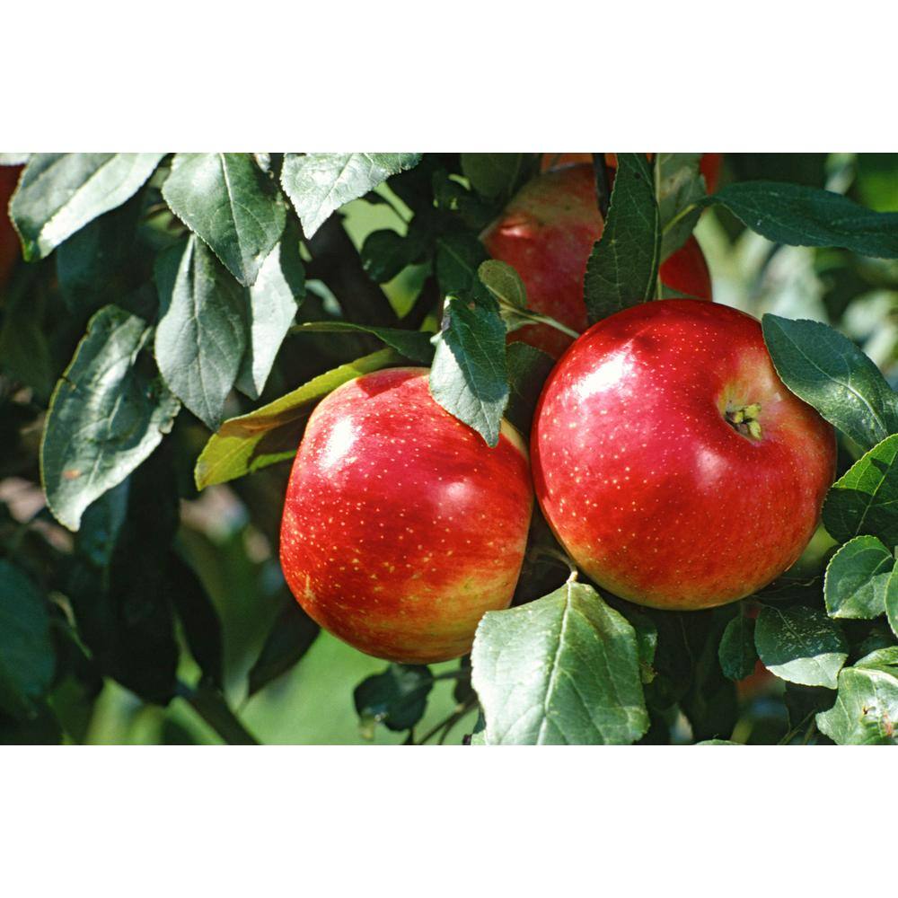 Online Orchards 3 ft. Cortland Apple Tree with Ruby Red Fruit Great For Baking Pies FTAP212